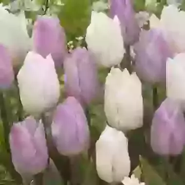 Two Tone Mix